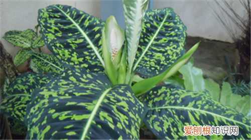 花叶万年青的作用花叶万年青带有毒性吗