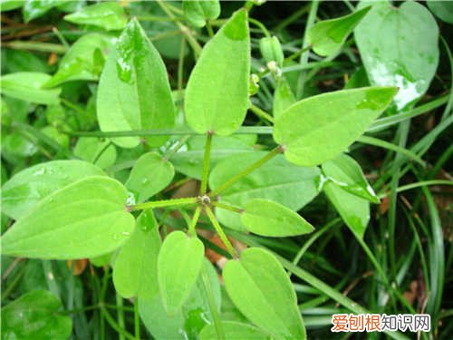 红茜草是什么样的 红茜草的功效与作用