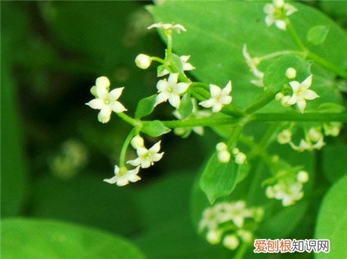 红茜草是什么样的 红茜草的功效与作用