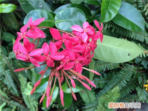 红茜草是什么样的 红茜草的功效与作用