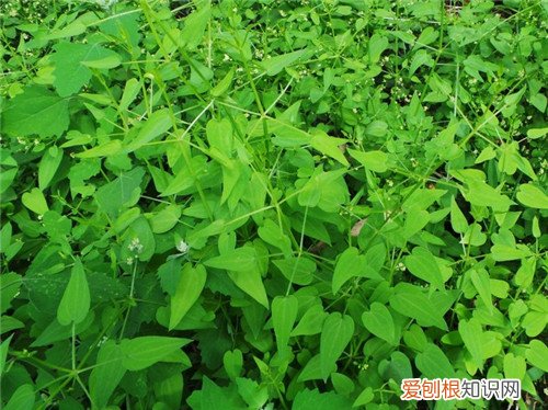 红茜草是什么样的 红茜草的功效与作用