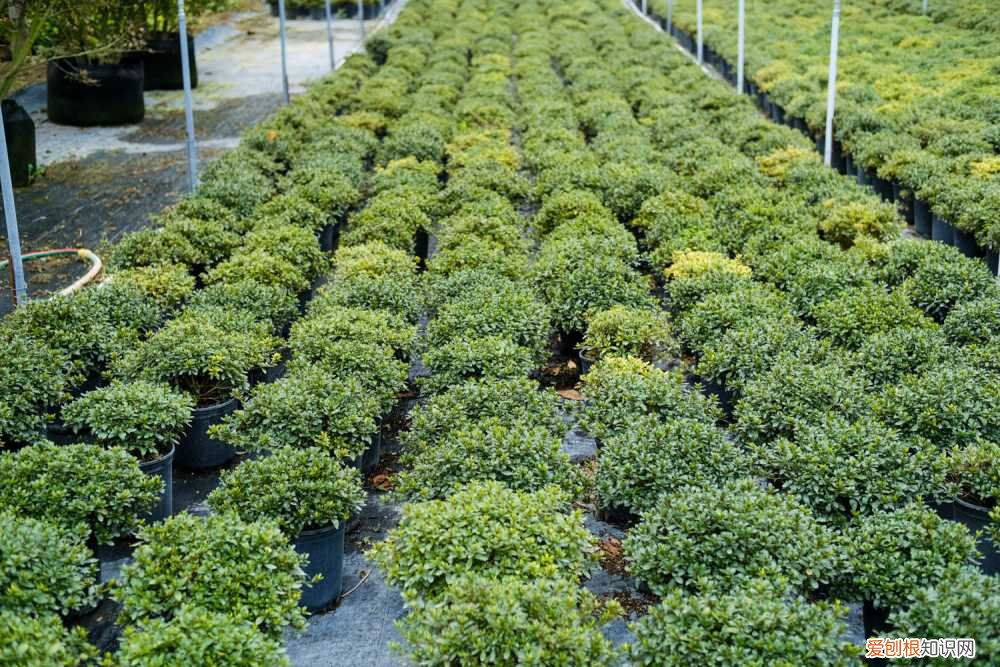 杜鹃花冬季怎么管理 杜鹃花冬天怎么管理