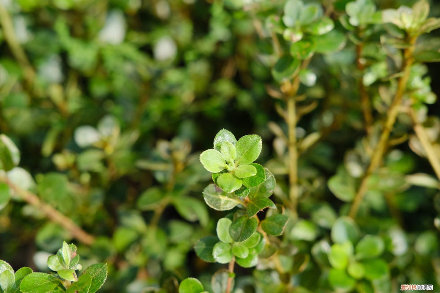 杜鹃花冬季怎么管理 杜鹃花冬天怎么管理