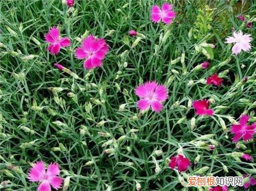 石竹花的养殖方法是什么石竹养殖的注意事项有哪些