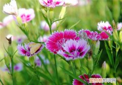 石竹花的养殖方法是什么石竹养殖的注意事项有哪些
