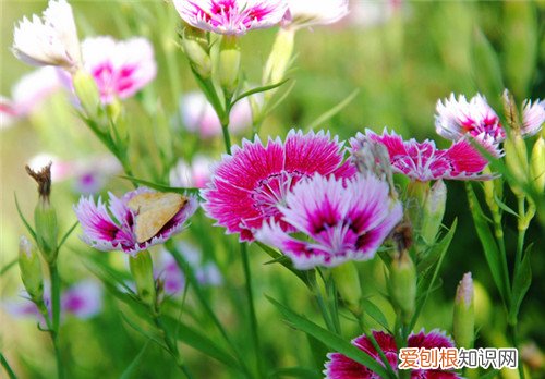 石竹花的养殖方法是什么石竹养殖的注意事项有哪些