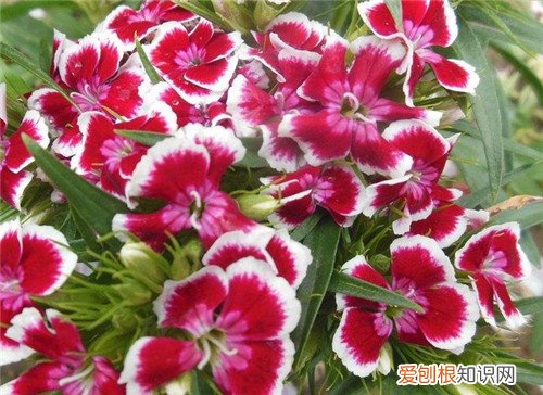 石竹花的养殖方法是什么石竹养殖的注意事项有哪些