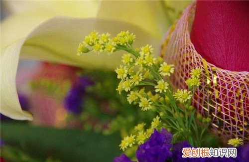 黄莺花种植及病虫害防治方法黄莺花花语是什么