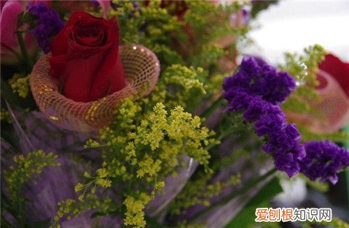 黄莺花种植及病虫害防治方法黄莺花花语是什么