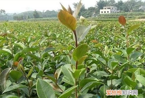 油茶树苗选择什么样的好 怎样种油茶树才是正确的