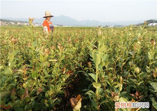 油茶树苗选择什么样的好 怎样种油茶树才是正确的