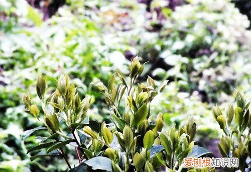 油茶树苗选择什么样的好 怎样种油茶树才是正确的