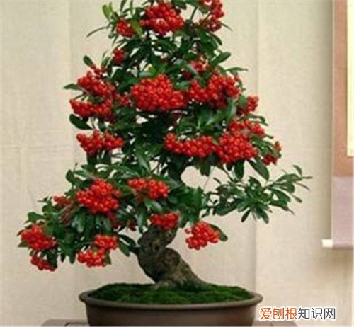 矮化果树盆景一般多少钱 2017果树盆景矮化管理技巧