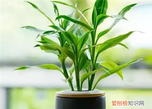 水养富贵竹叶子发黄怎么办水养富贵竹叶子发黄解决办法