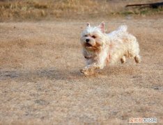 短毛约克夏梗 丝毛梗和约克夏的区别