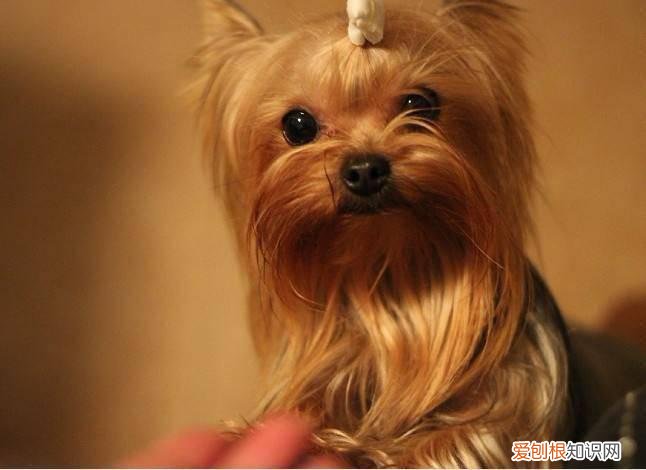 短毛约克夏梗 丝毛梗和约克夏的区别