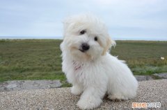 泰迪和贵宾有啥区别 泰迪跟贵宾有什么区别