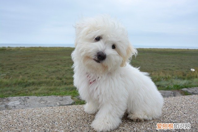 泰迪和贵宾有啥区别 泰迪跟贵宾有什么区别