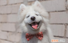 ?萨摩耶嘴巴尖不纯吗