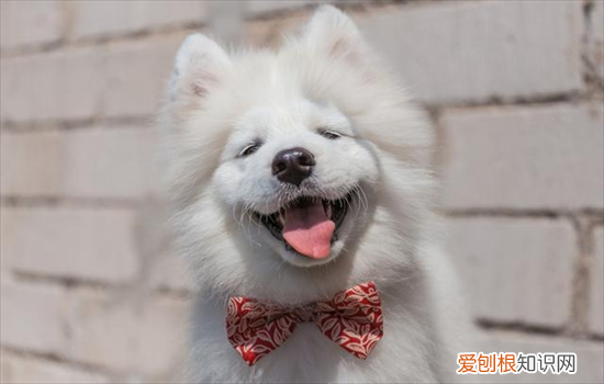 ?萨摩耶嘴巴尖不纯吗