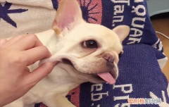 ?法国斗牛犬的颜色等级