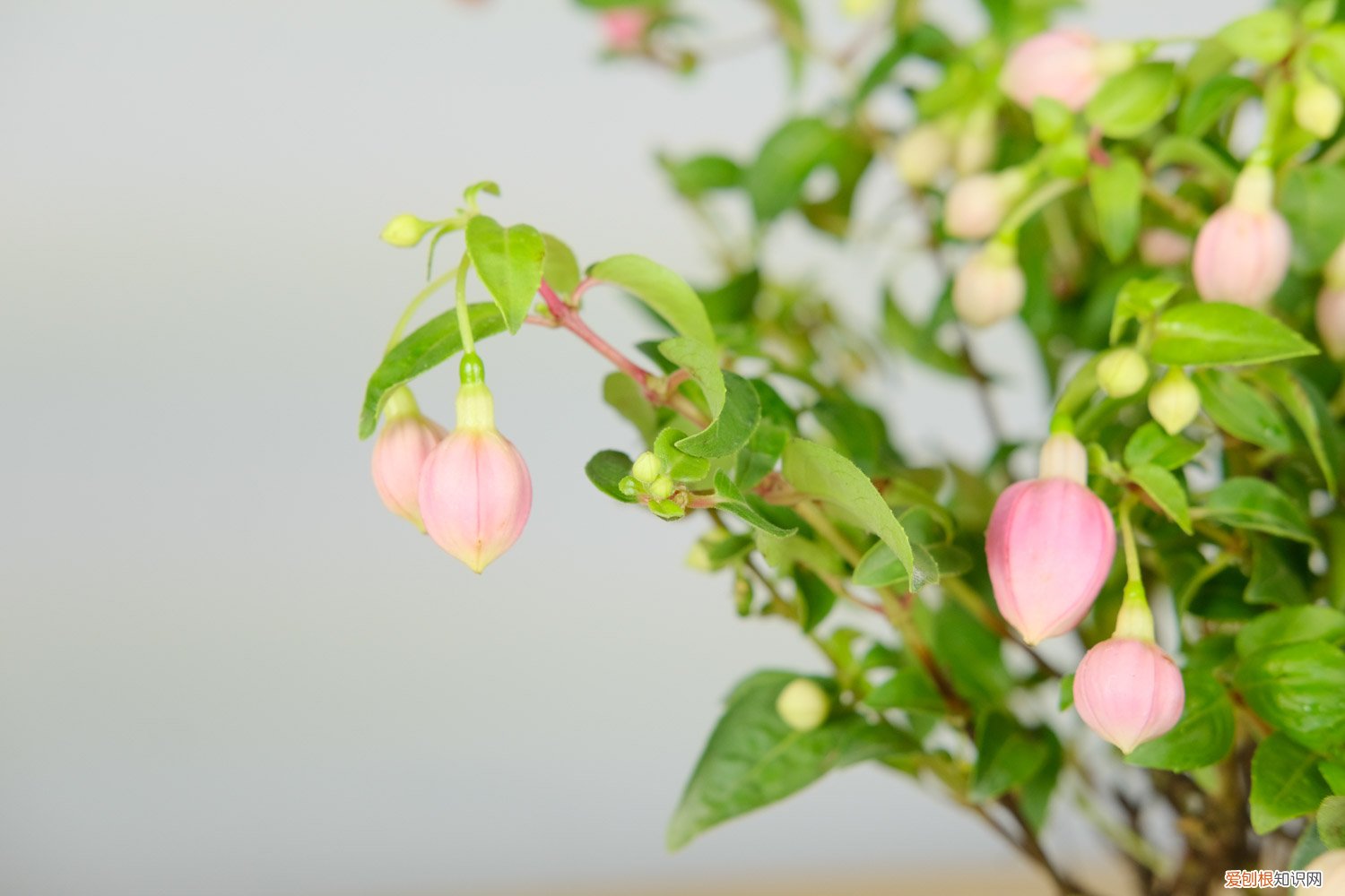 倒挂金钟用种子播种多久能开花 倒挂金钟什么时候播种，怎么催芽