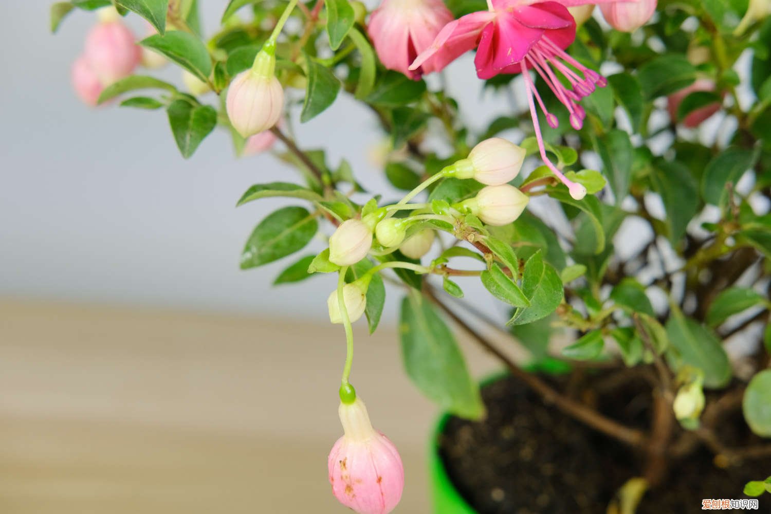 倒挂金钟用种子播种多久能开花 倒挂金钟什么时候播种，怎么催芽