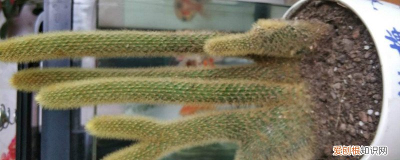 猴尾柱的养殖方法,怎么扦插 猴尾柱的养殖方法,怎么扦插