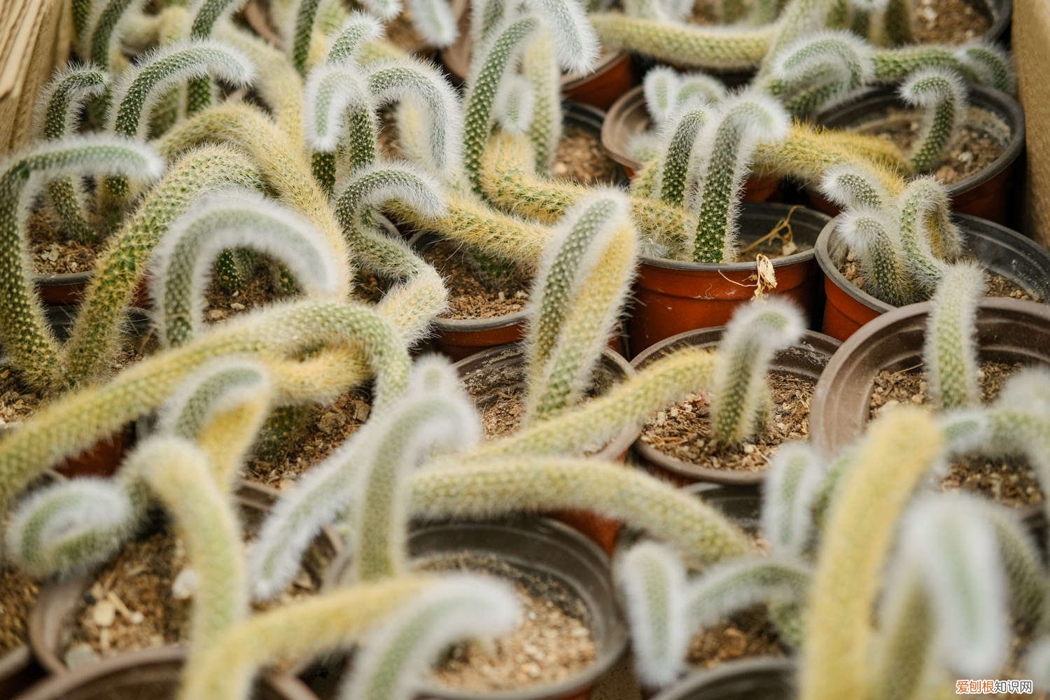 猴尾柱的养殖方法,怎么扦插 猴尾柱的养殖方法,怎么扦插