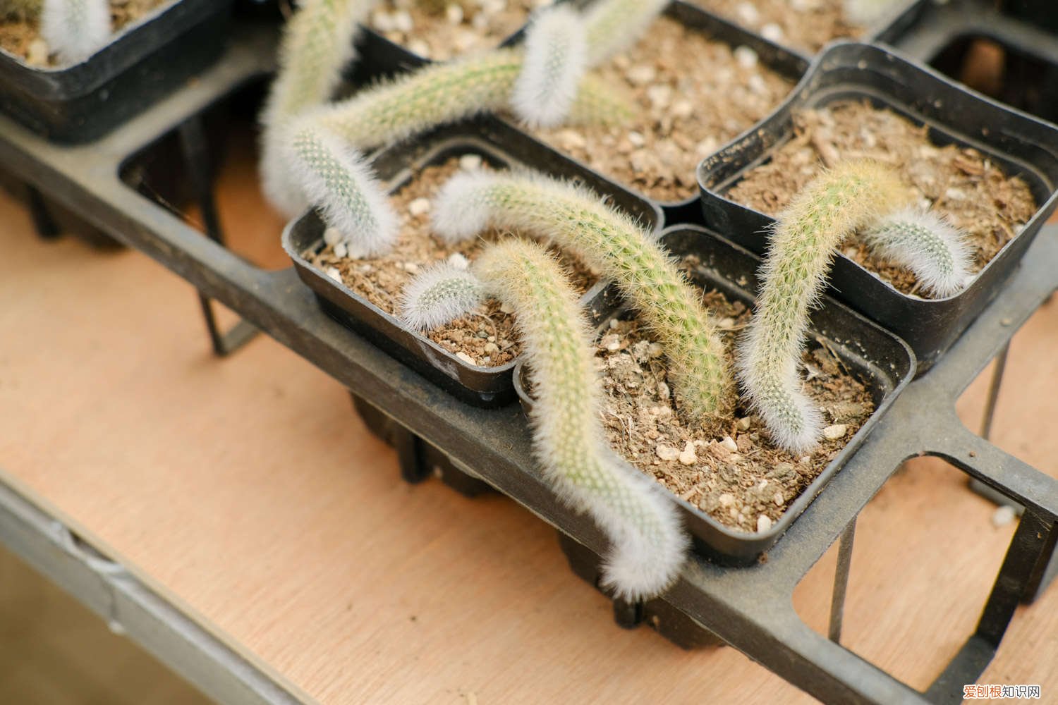 猴尾柱的养殖方法,怎么扦插 猴尾柱的养殖方法,怎么扦插