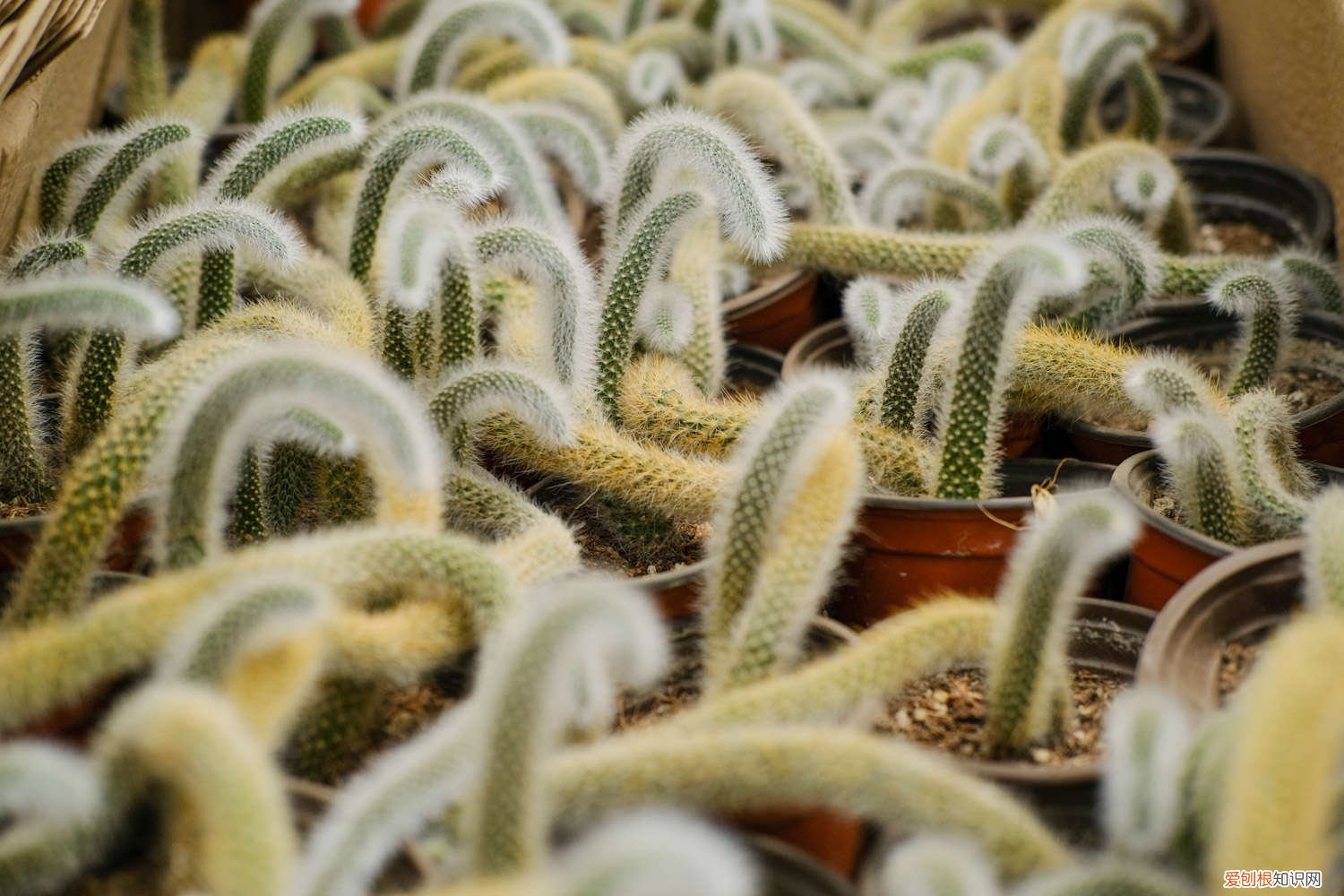 猴尾柱的养殖方法,怎么扦插 猴尾柱的养殖方法,怎么扦插