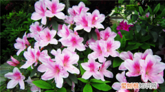 杜鹃花是否有毒 食用杜鹃花的功效与禁忌