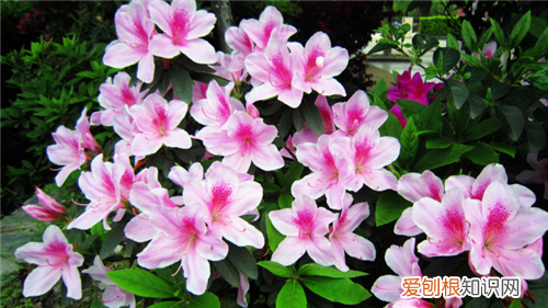 杜鹃花是否有毒 食用杜鹃花的功效与禁忌