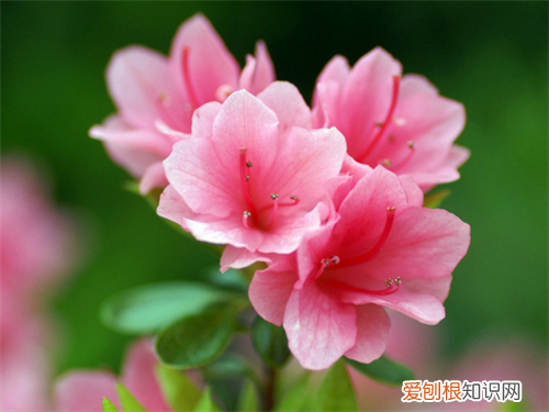 杜鹃花是否有毒 食用杜鹃花的功效与禁忌