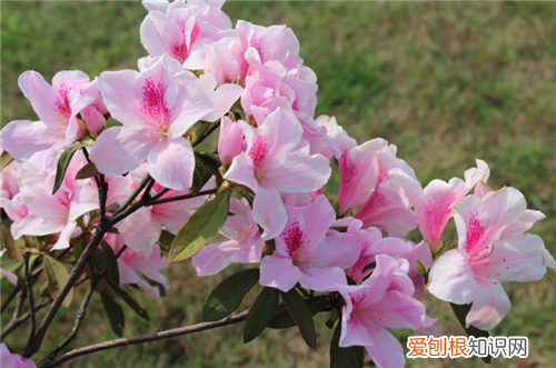 杜鹃花是否有毒 食用杜鹃花的功效与禁忌