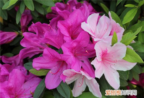 杜鹃花是否有毒 食用杜鹃花的功效与禁忌