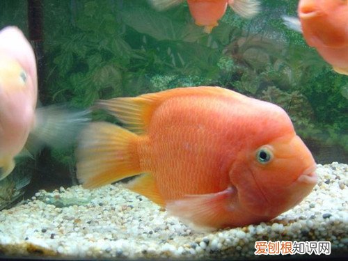 鹦鹉鱼水温控制在多少好 怎样才能将鹦鹉鱼喂养好