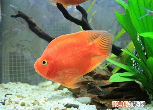 鹦鹉鱼水温控制在多少好 怎样才能将鹦鹉鱼喂养好