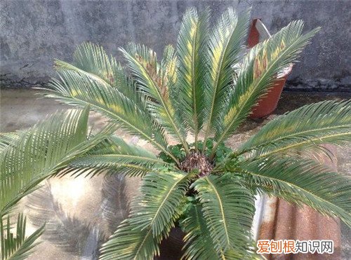 铁树叶子发黄怎么办 教你几种方法帮你补救