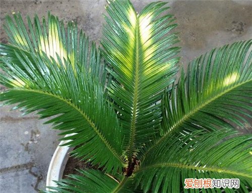 铁树叶子发黄怎么办 教你几种方法帮你补救