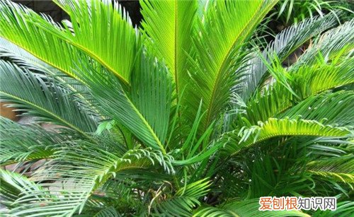 铁树叶子发黄怎么办 教你几种方法帮你补救