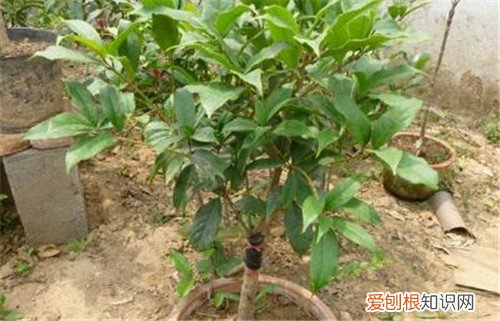 桂花嫁接怎么操作 怎样才能把桂花养好