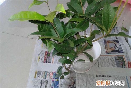 桂花嫁接怎么操作 怎样才能把桂花养好