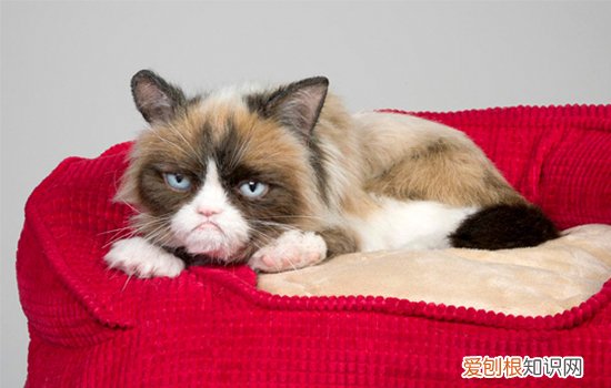 狸花猫长大之后什么样 狸花猫小时候和长大后的区别