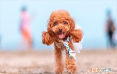 ?长腿泰迪和短腿泰迪哪个更纯