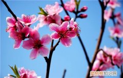 桃花的功效与作用桃花美白祛斑效果佳