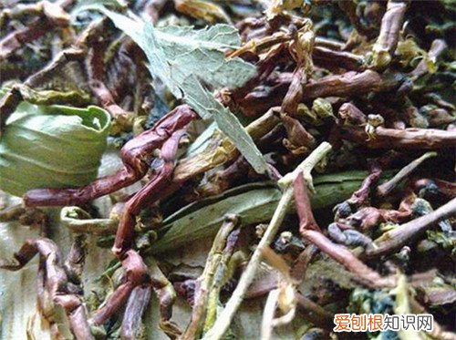 山蜜草的功效与作用大盘点 山蜜草一般多少钱