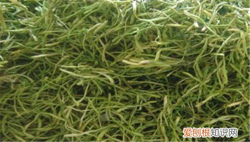 山蜜草的功效与作用大盘点 山蜜草一般多少钱