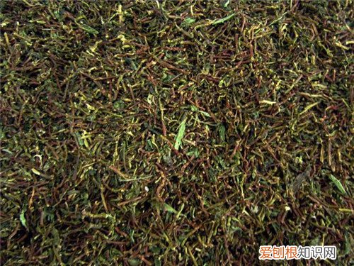 山蜜草的功效与作用大盘点 山蜜草一般多少钱