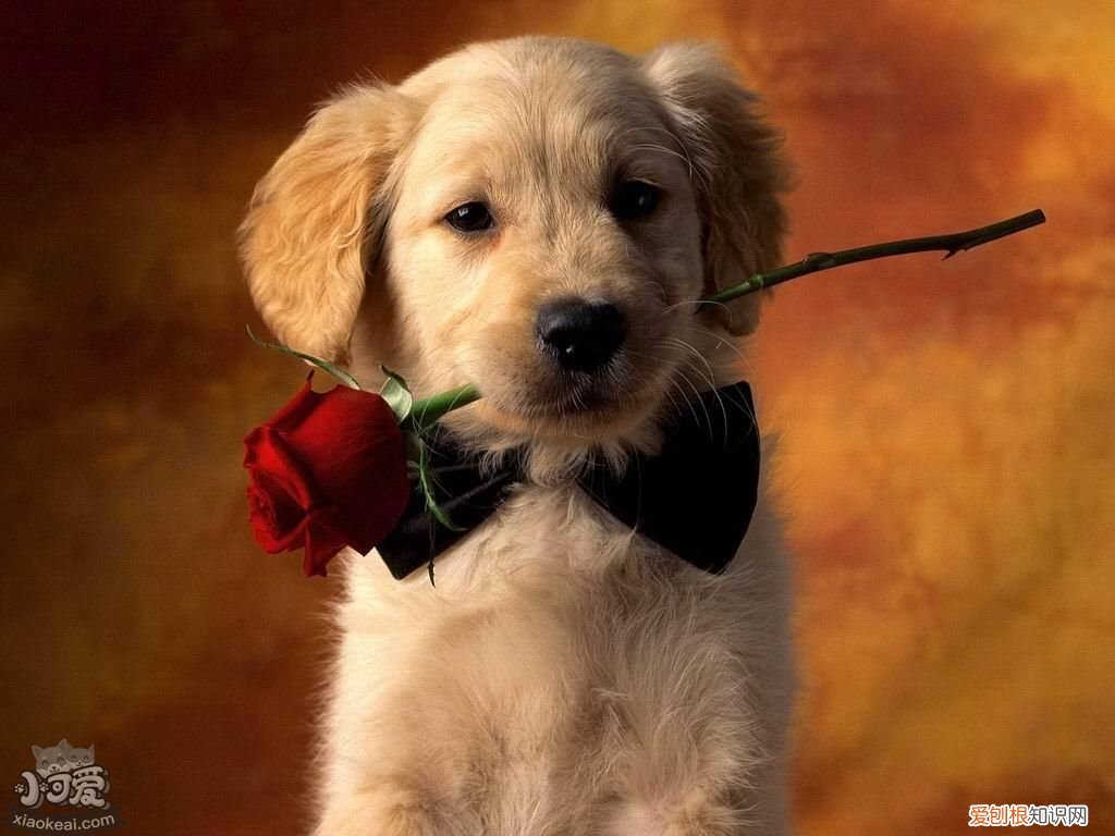 各星座适合养什么狗 超准！从星座可以看出你适合养什么狗狗！